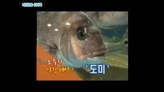 회 뜬 생선을 물 속에 넣으면 헤엄치던데 실제로도 가능할까?