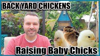 Backyard Chickens 101 - Raising Chickens From Chicks and Chicken Breeds