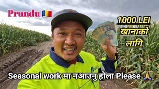 Romania  || Seasonal work मा नआउनु  || 1000 Lei खानाको लागि  || Embassy Update️