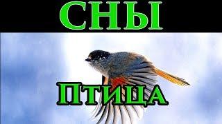 Сон птица, кукушка, голубь, воробей во сне в ночь на воскресенье  - Маг Fose