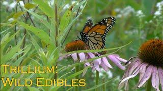 Trillium: Wild Edibles Channel Trailer