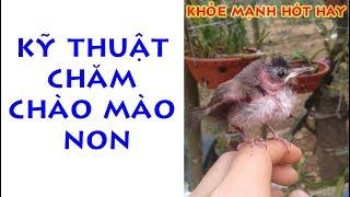 KỸ THUẬT CHĂM CHÀO MÀO NON KHỎE MẠNH HÓT HAY
