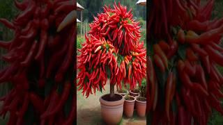 Red Chili Peppers Are Easy To Grow At Home! #growingpeppers