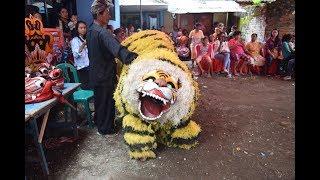 Macan Jaranan Ndadi mintak Caplokan Kuda Lumping Jawa timur Banyuwangi