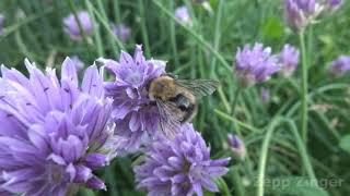 Bumblebee On The Onion Flower