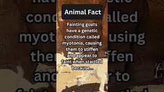 Fainting goats Like and subscribe! #shorts #viral #funny #goat #fainted #animals #genetics