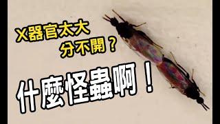 「昆蟲紀錄」甩尾交配法？X器官太大分不開？什麼奇怪的蟲啊！