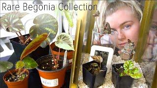 My Rare Begonia Collection! Care Tips for Difficult Begonia!