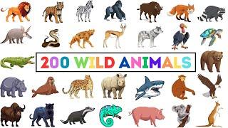 200 Wild Animals | Learn Animals Name In English With Pictures | Animals Vocabulary In English