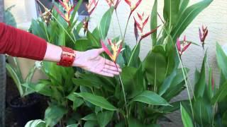 How to Landscape a Small, Front Tropical Garden : Landscaping & Floral Decor