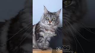  Mind Blowing Thoughts Compilation Pt. 3 | Funny Cat Video  | Maine Coons Cats #kitten  #comedy