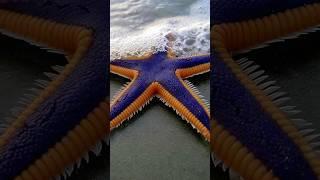 Что находится внутри Морской Звезды? #морскаяпрогулка #интересныефакты #морскаярыбалка #океан