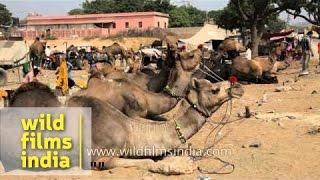 Pushkar Camel Fair in Rajasthan, India