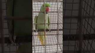 parrots very sweet sounds