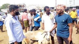 పెబ్బేరు సంతలో విత్తనపు పొట్టేలు రేటు-pebbair market-big ram price in pebbair market-pebbair santha