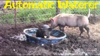 BEST Way To Water Pigs