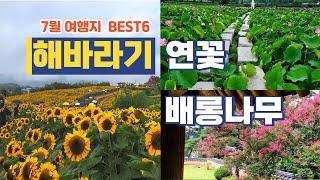 국내여행/가장 좋아하는 여름 꽃 여행지 베스트/해바라기, 연꽃, 배롱나무/24년 7월에 가 볼만한 곳