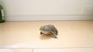 Idiot Frog Walks Into A Wall Like The Stupid Amphibian He Is