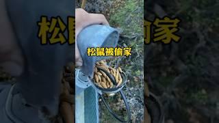 等小松鼠回家发现天都塌了