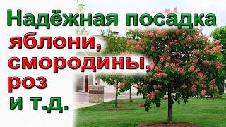 Как посадить саженцы плодовых деревьев и кустарников