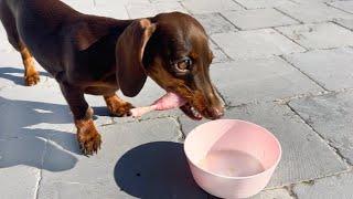 Mini Dachshunds have a raw diet, even on holiday.