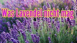 Was Lavendel nicht mag - Diese Fehler bei der Pflege von Lavendel unbedingt vermeiden Lavandula