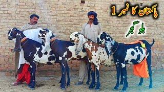 Pakistan's No 1 - Big Goats Of Famous Biloo Gujjar|| Goat Farming Buisness