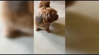 cute dog  of ashish. /jk comedy