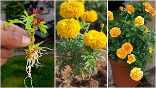 How to grow roses and marigolds bloomed in my Garden ! You would Love to Watch it