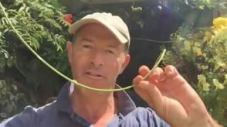 How To Prune and Train Your Wisteria