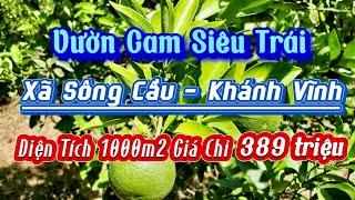 Vườn Cam Siêu Trái Sông Cầu Khánh Vĩnh |Lê Vươn Nhà Đất Nha Trang