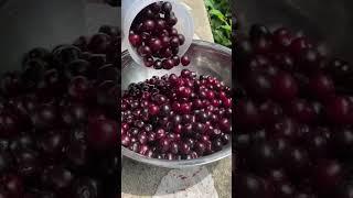 How we forage and preserve wild sweet cherries! #foraging #wildfood #offgridliving