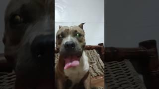 Meet my grand baby #comedy #funny #stitch #jokes #greenscreen #dog #rafi