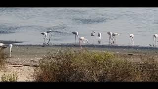 플라밍고(Flamingos)Birds' legs bend forward-different and wrong