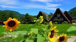 【Nostalgic Japanese Summer】Summer in Shirakawa-go with its beautiful greenery!