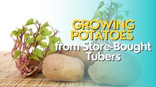 Growing Potatoes from Store-Bought Tubers