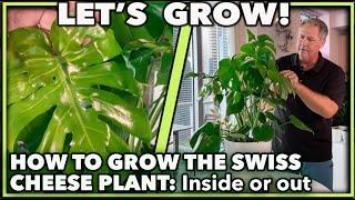 HOW TO GROW MONSTERA DELICIOSA