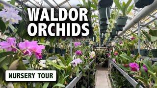 Waldor Orchids Nursery Tour | SO MANY AMAZING ORCHIDS IN BLOOM!