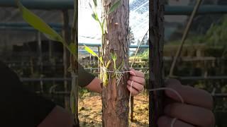 planting dendrobium plant on the tree #short