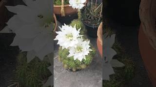 gun gun rhe h bhaore#ytfeed #cactus-cacti#ytfeed #nature #garden #song#music #shortsviral #succulent