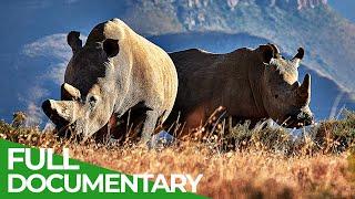 Saving the Wild | Part 2: Rhinos | Free Documentary Nature