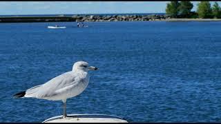 Harbor Atmosphere with the Sound of Seagulls