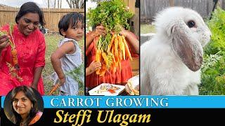 Carrot Growing Vlog in Tamil | Carrot Cupcake | Carrot Jam | Giveaway Winners