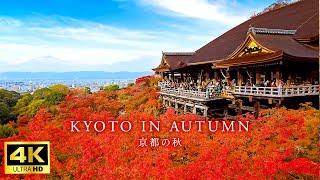 【4K Japan Walk】Beautiful Autumn Kyoto | Walk around 8 popular spots for autumn leaves