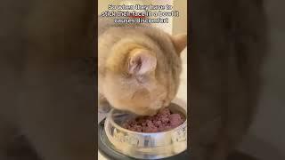 What type of dish does your cat eat from #cats #catfacts #catlover #catfunny #catowner #dailycat