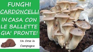 Come coltivare I FUNGHI CARDONCELLI in casa con le ballette già pronte!