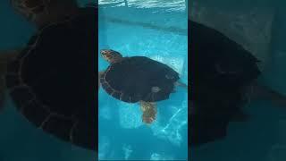 Turtle Hospital in Marathon (The Keys - Florida)