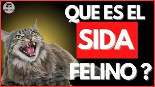 CONOCE más del VIH FELINO