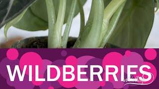 Покупка комнатных растений на Wildberries, мой первый опыт и впечатления