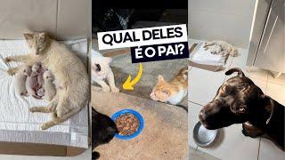 QUEM É O PAI DOS GATOS QUE RESGATAMOS?  Infelizmente, é o… 